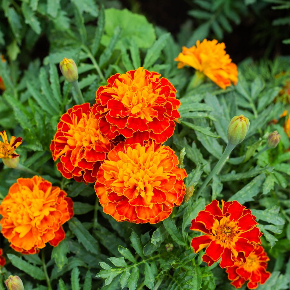 Annual Blooms Annual Blooms