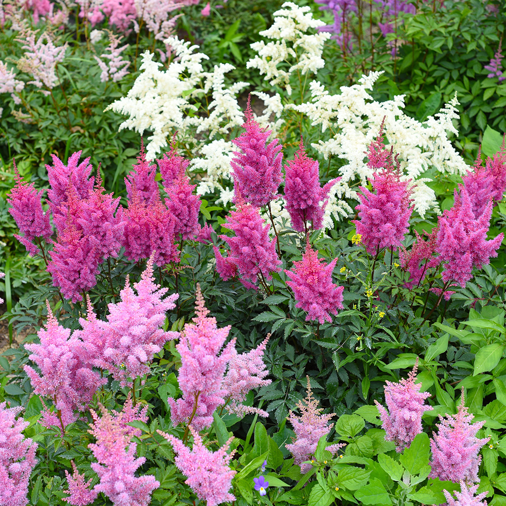 Astilbe Astilbe