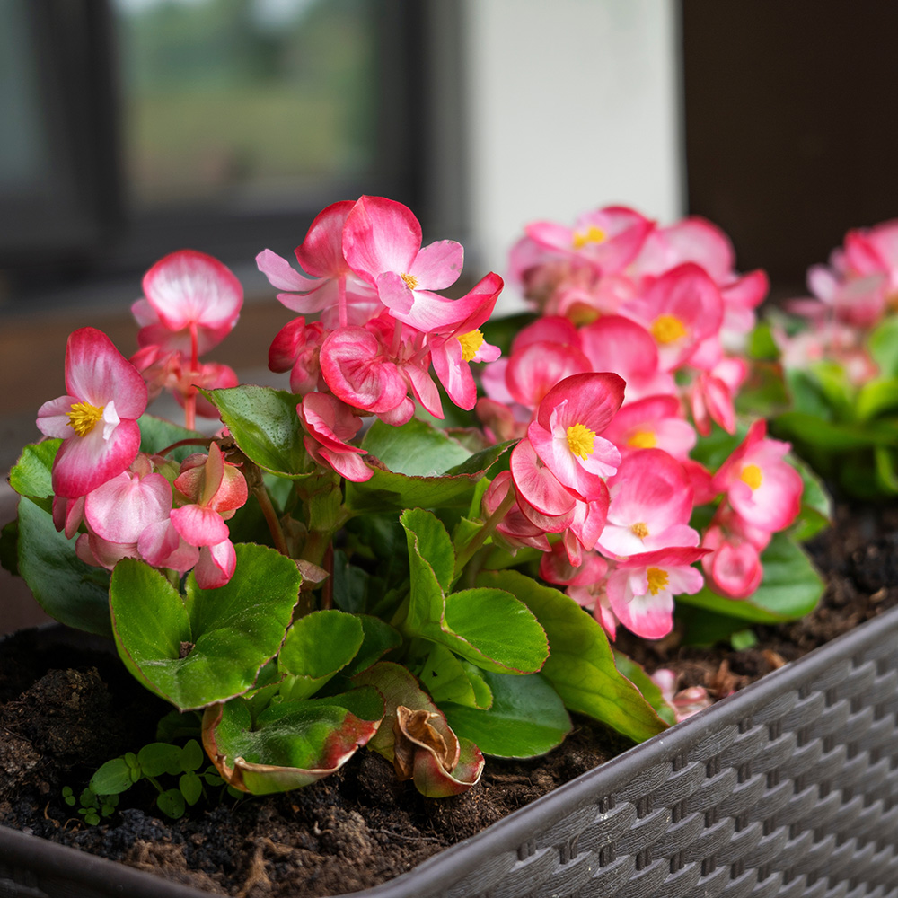 Begonias Begonias
