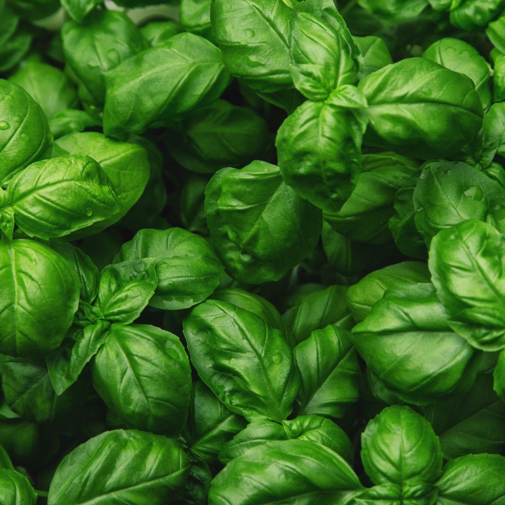 Basil Basil