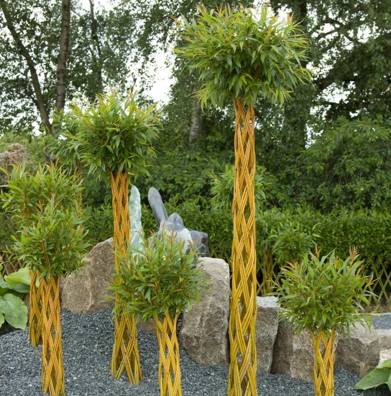 Braided Salix Braided Salix