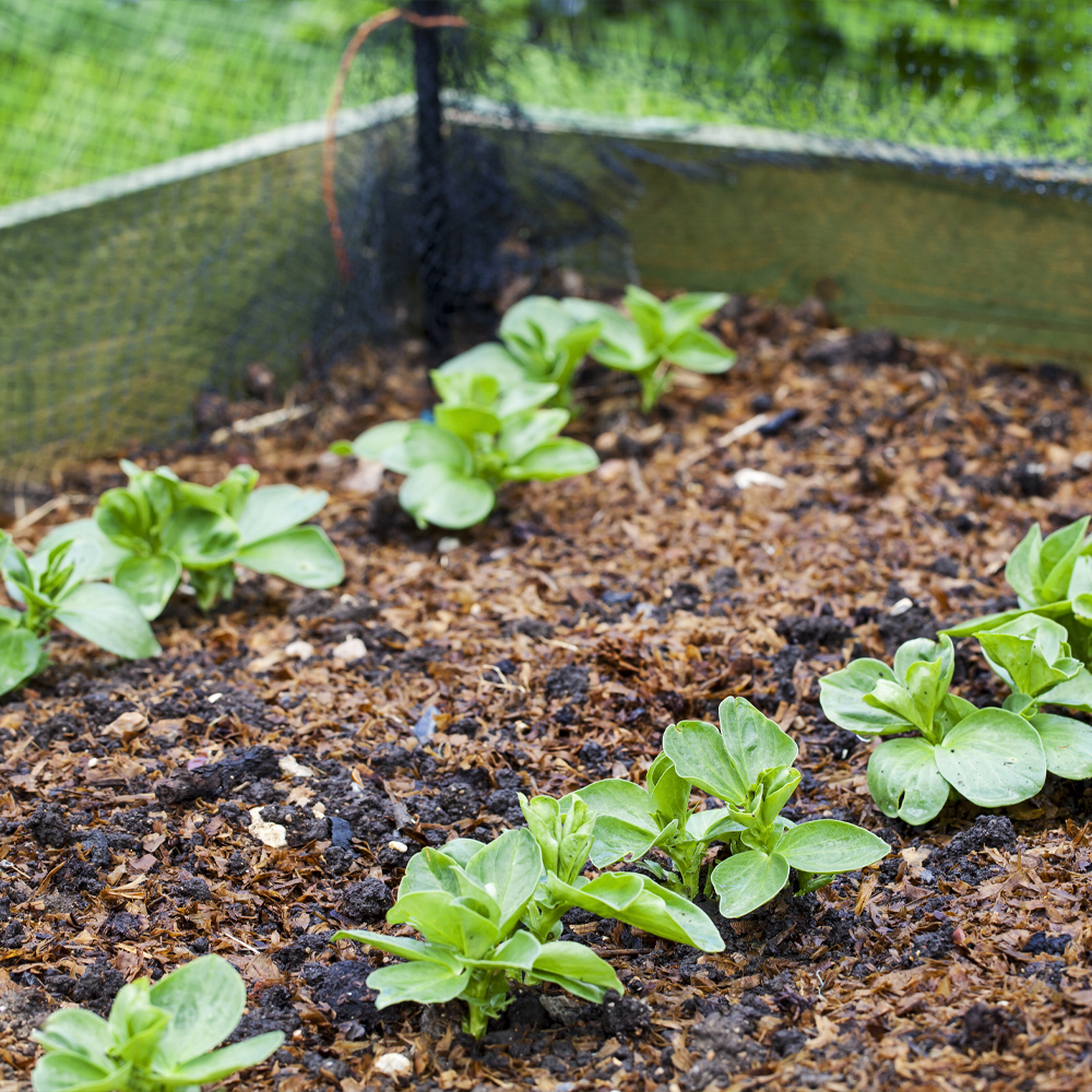 Broad bean Broad bean