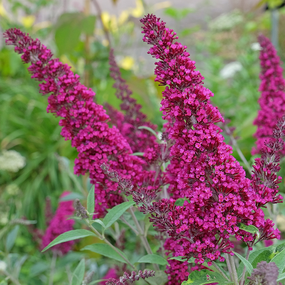Buddleja Buddleja