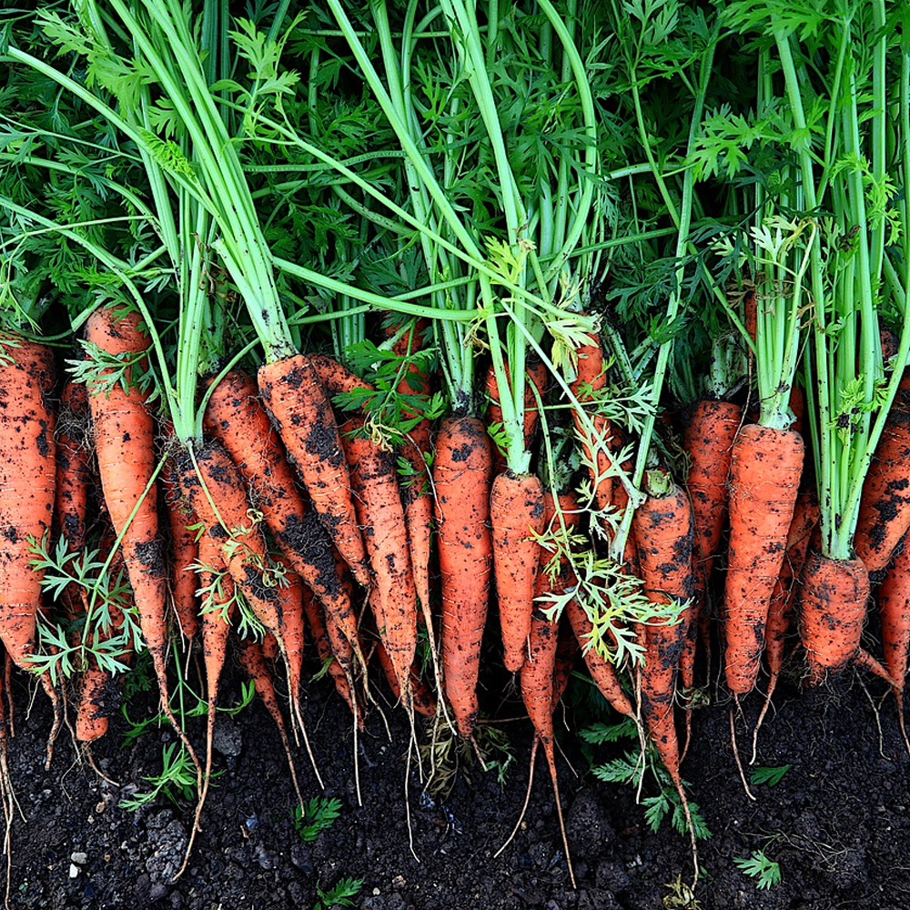 Carrot Harvest Carrot Harvest