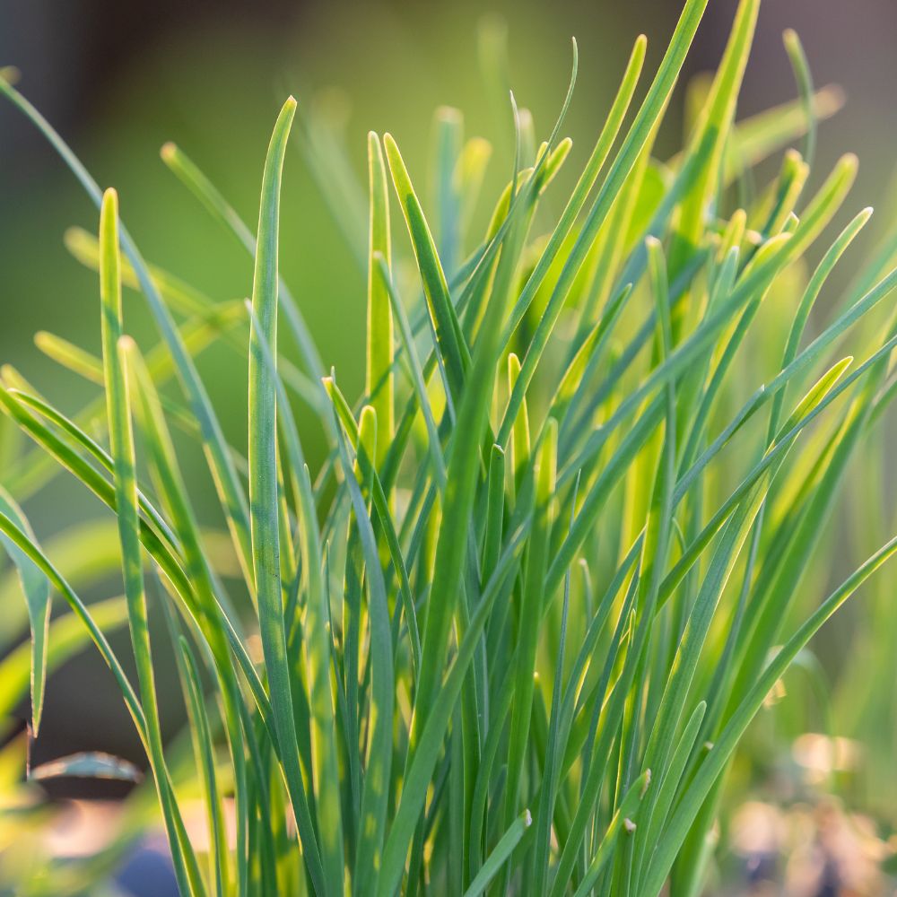 Chive Chive