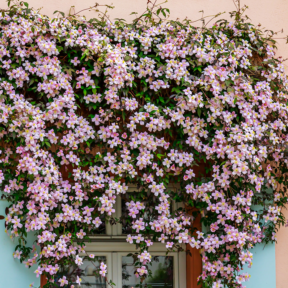 Clematis Montana Clematis Montana