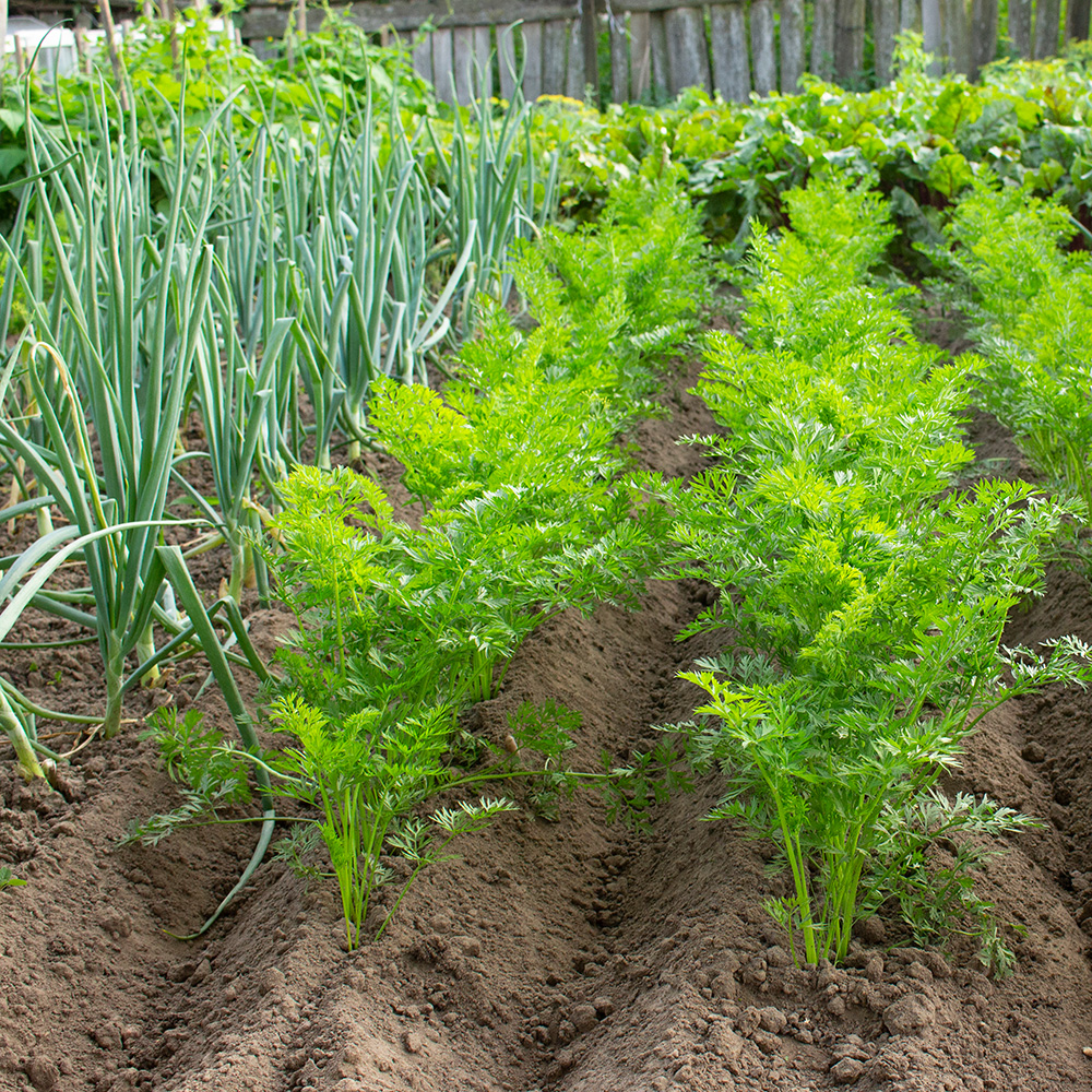 Onions companion plant Onions companion plant