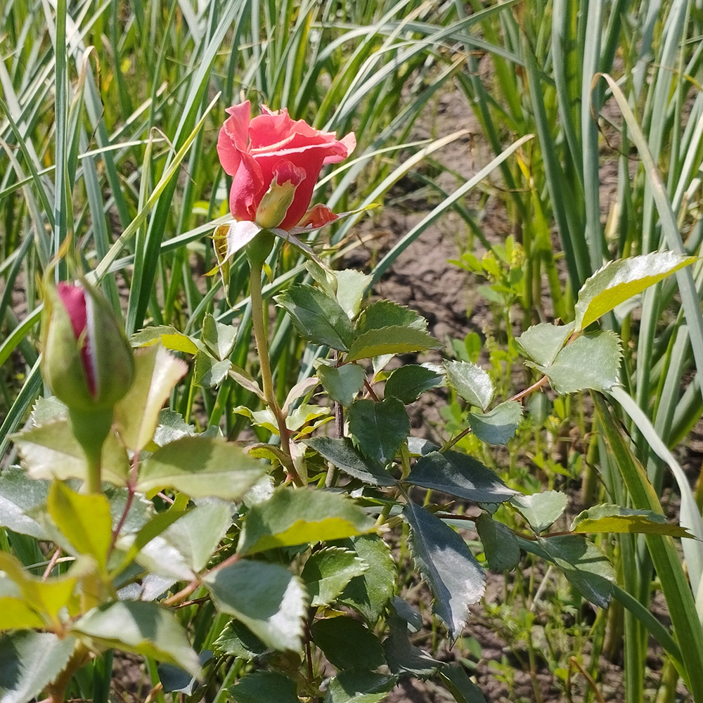 Garlic & Rose companion planting Garlic & Rose companion planting
