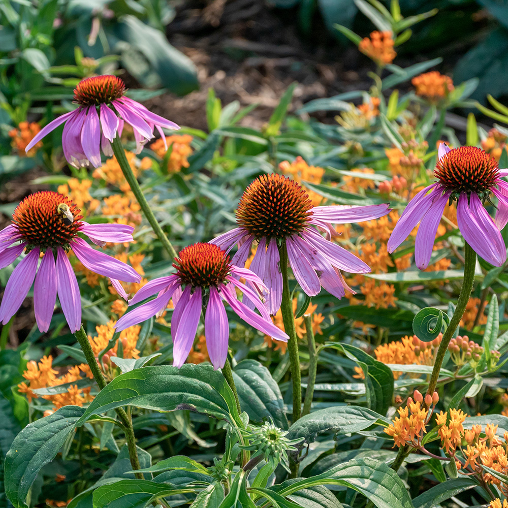 Coneflower Native Planting Coneflower Native Planting