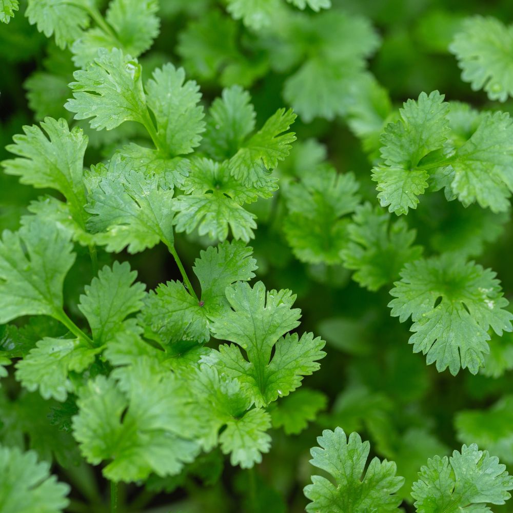 Coriander Coriander
