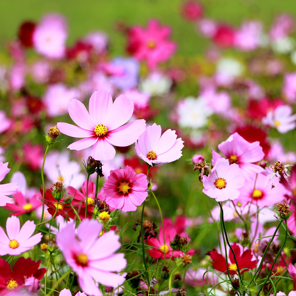 Cosmos Cosmos