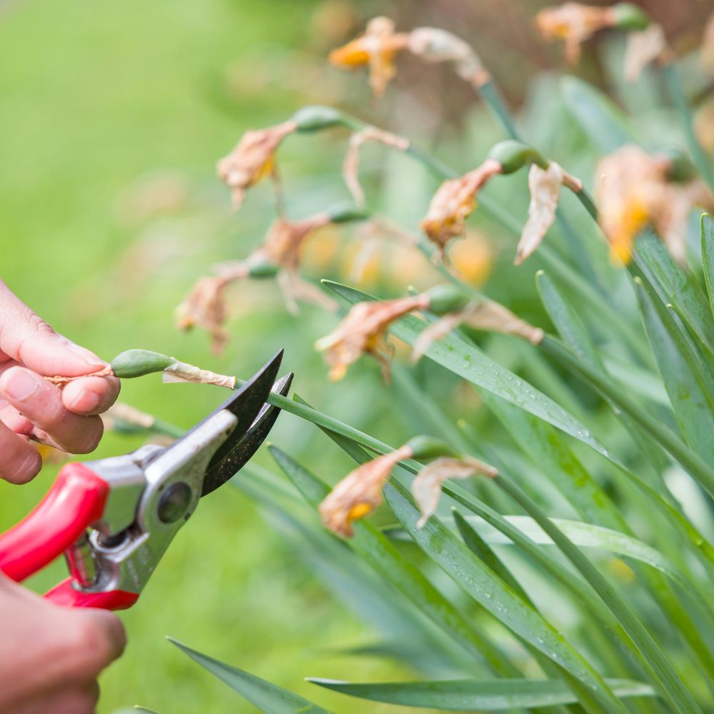 Deadheading Deadheading