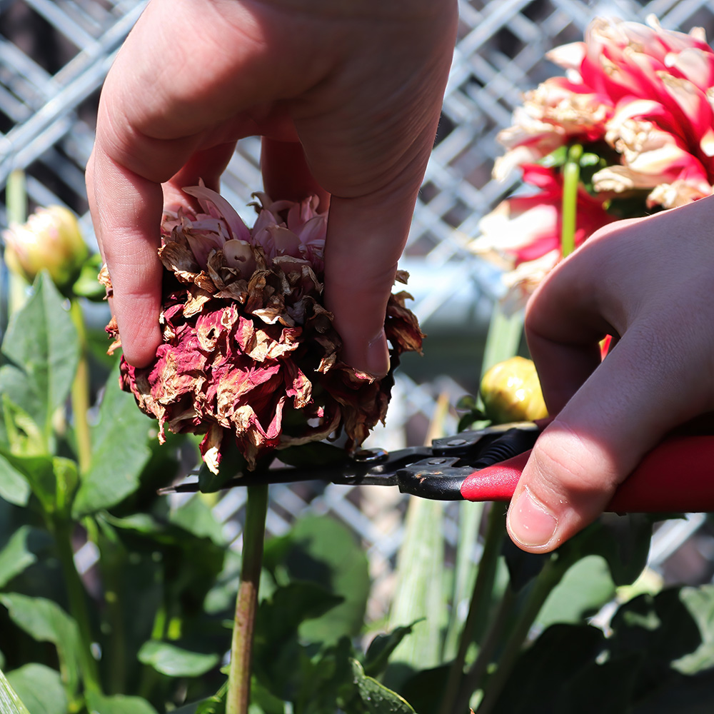 Deadheading Dahlias Deadheading Dahlias