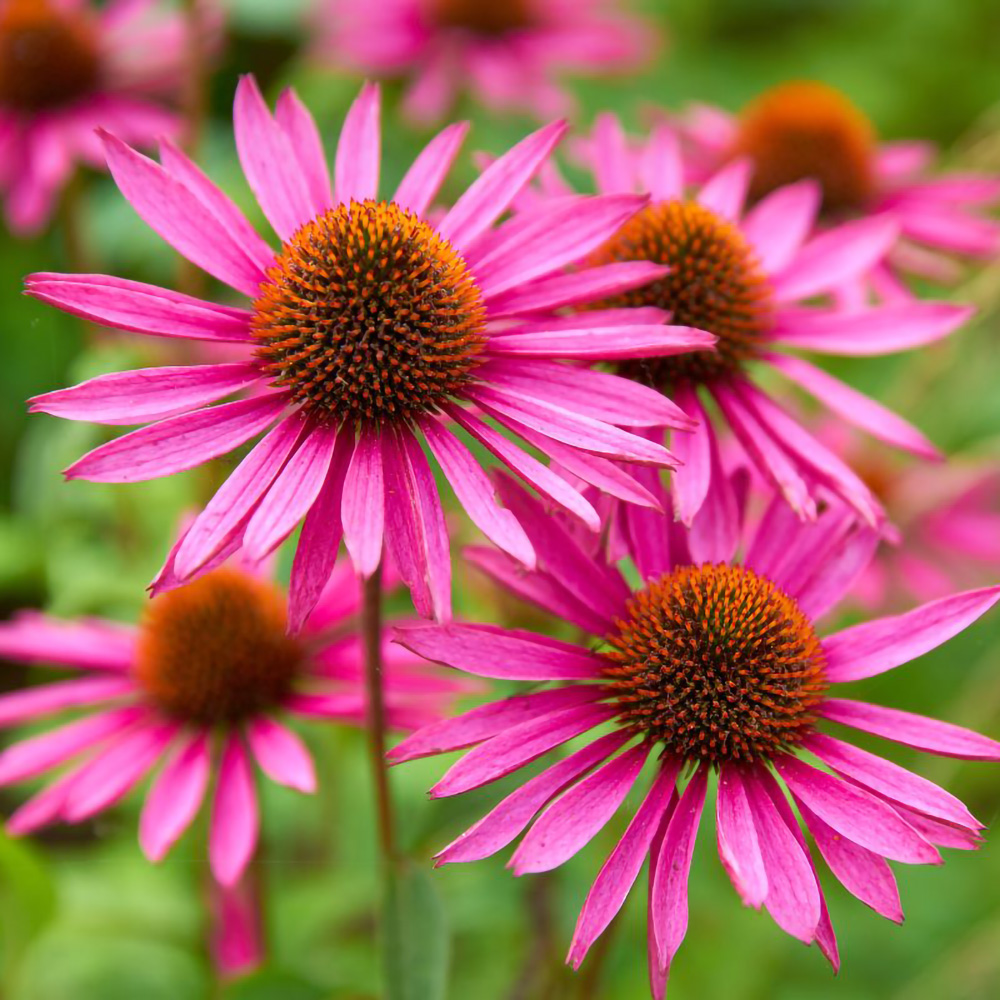 Echinacea Echinacea