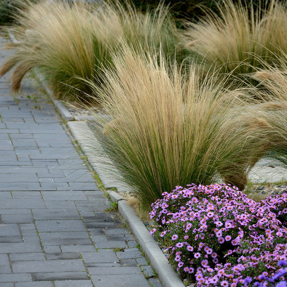Drought tolerant garden Drought tolerant garden