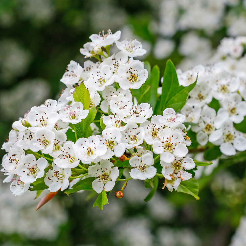 Hawthorn Hawthorn