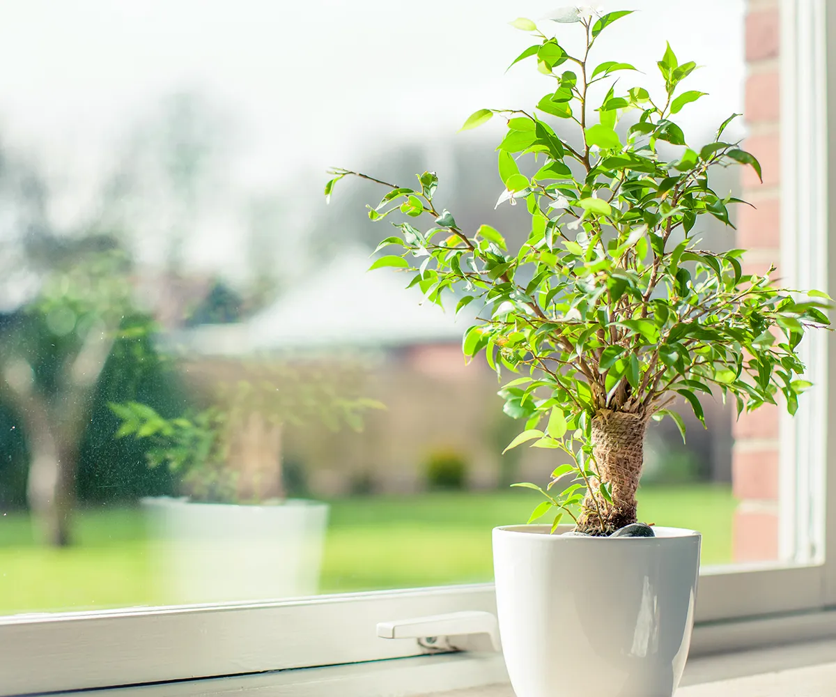 Houseplant