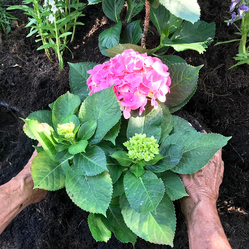 Hydrangea being Planted Hydrangea being Planted