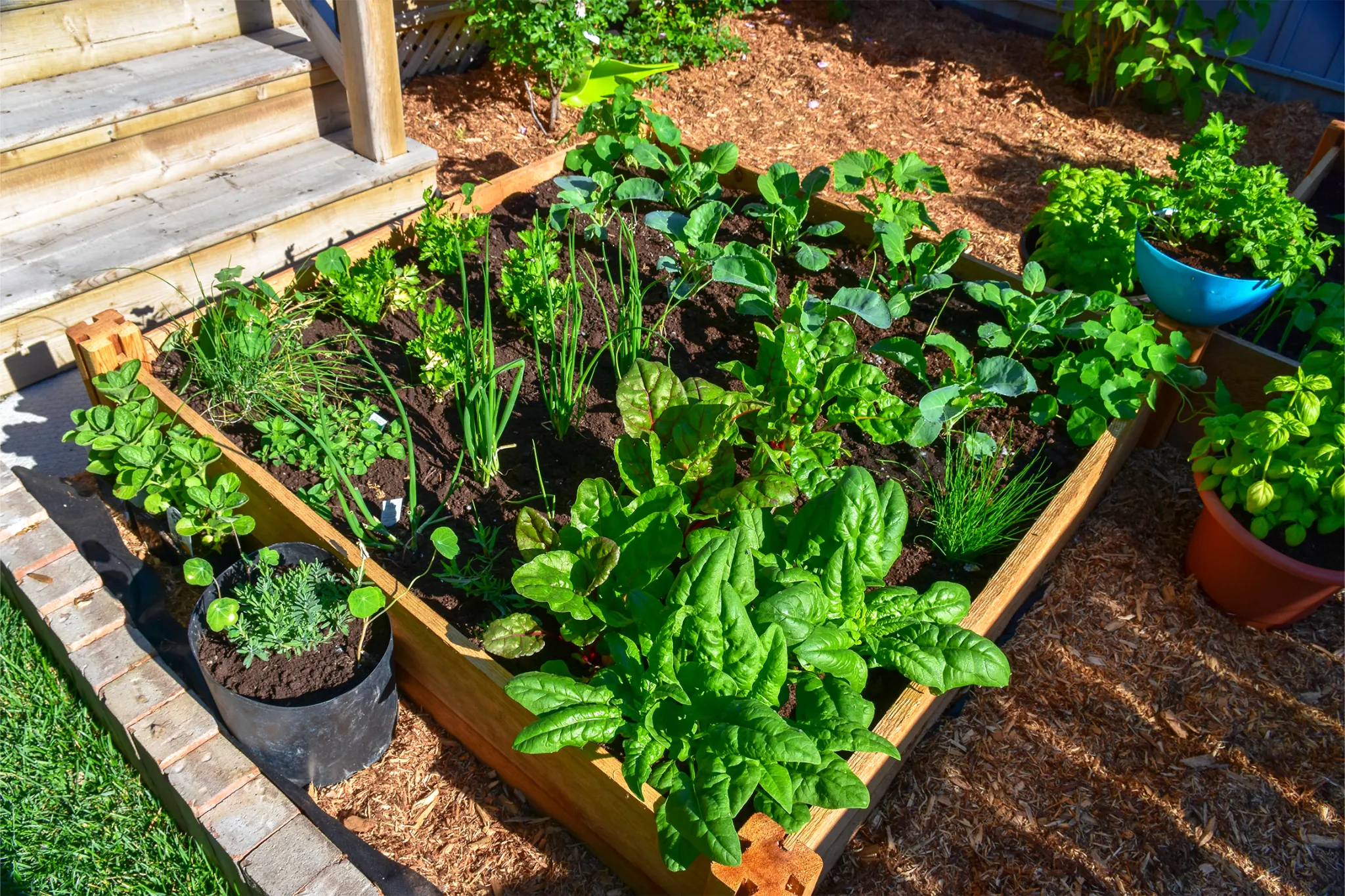 Kitchen Garden
