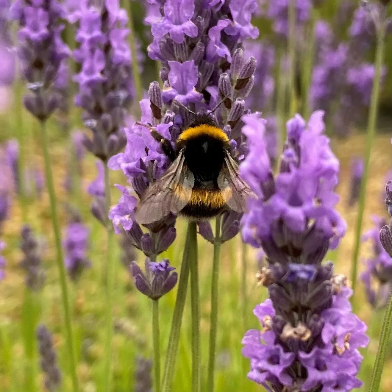 Lavender with a bee Lavender with a bee