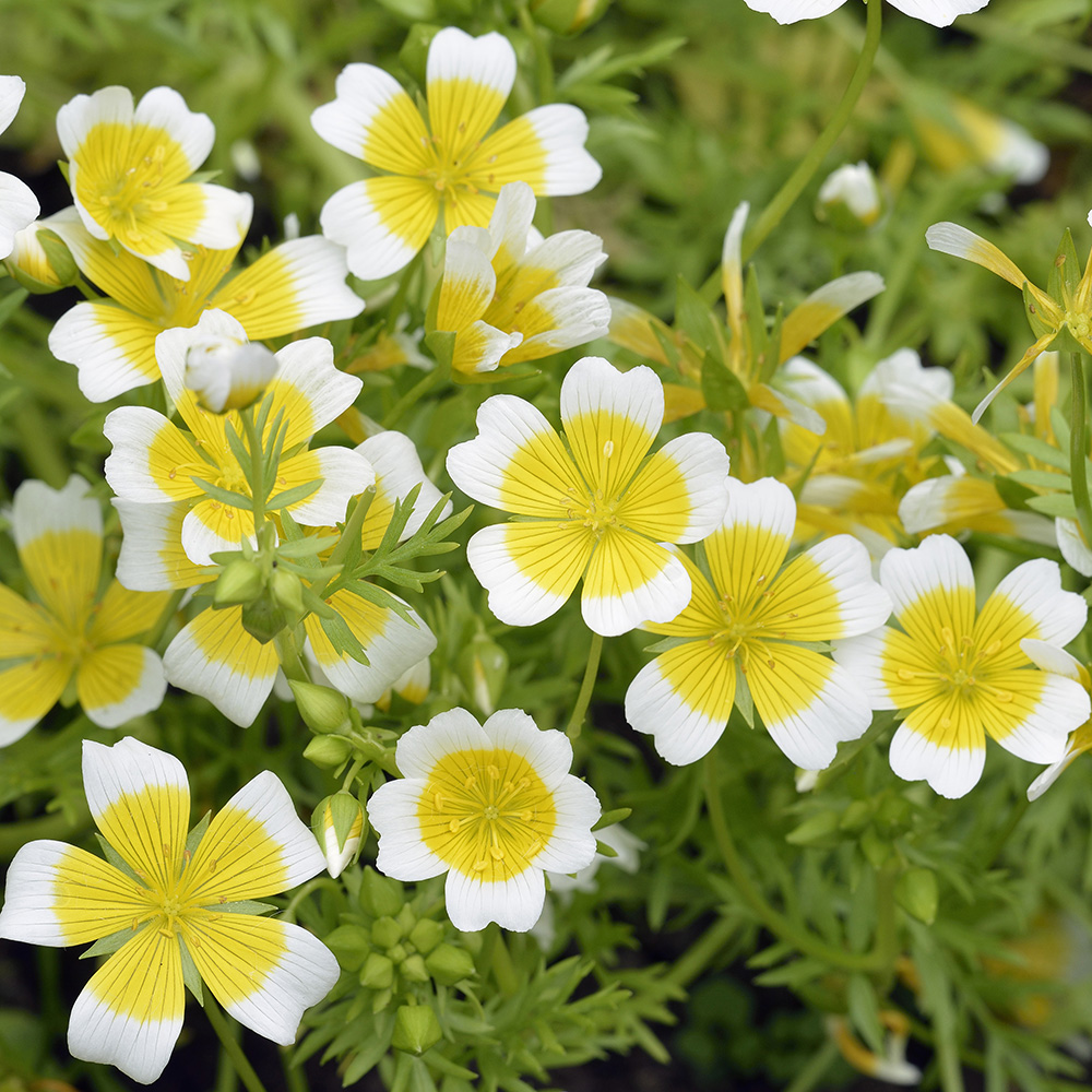 Limnanthes Limnanthes