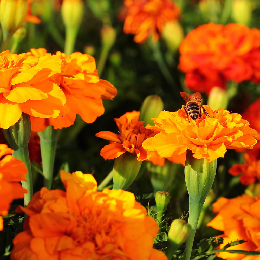 marigold marigold