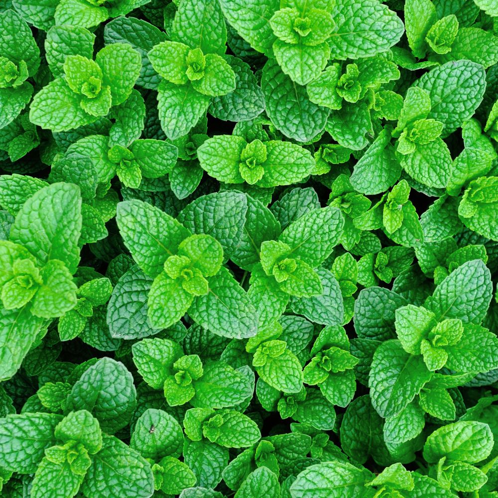 Mint Mint
