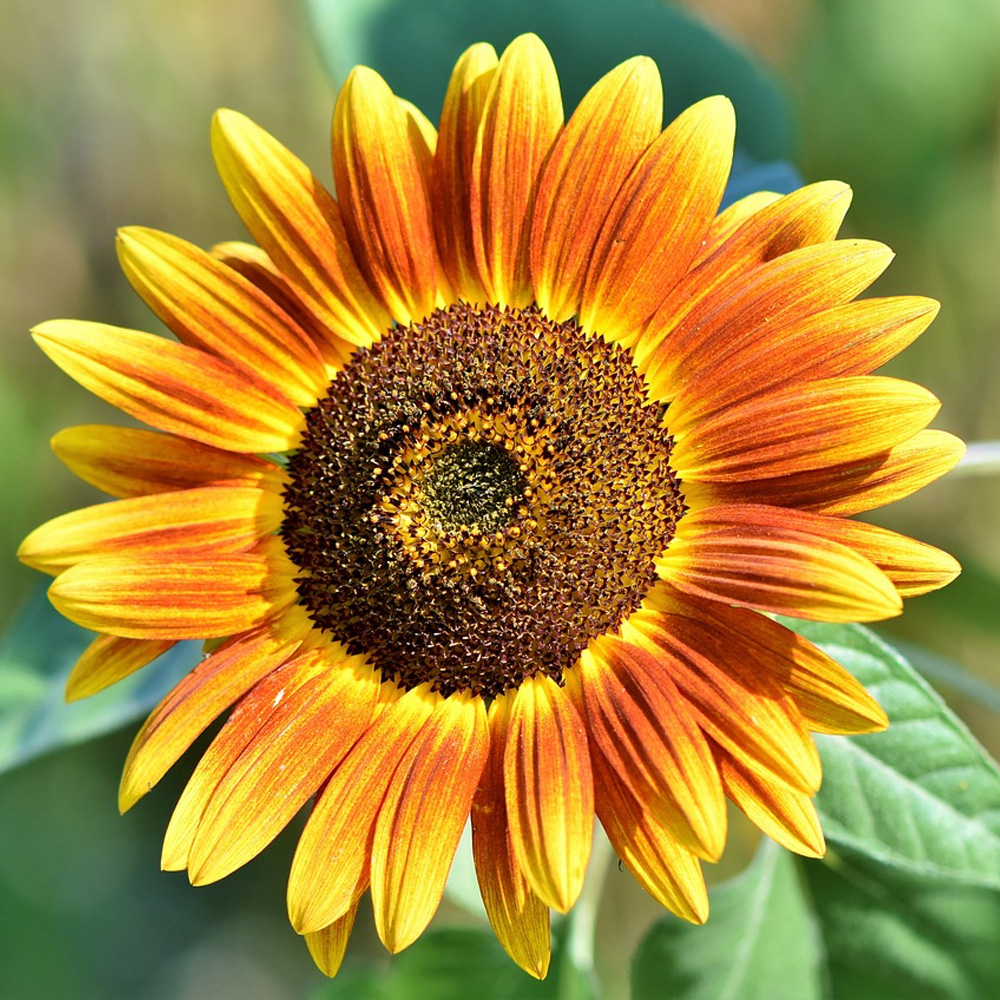 Single Orange Sunflower Single Orange Sunflower