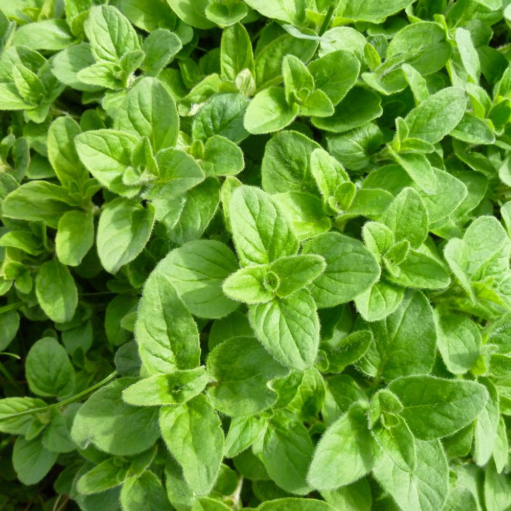 Oregano Oregano