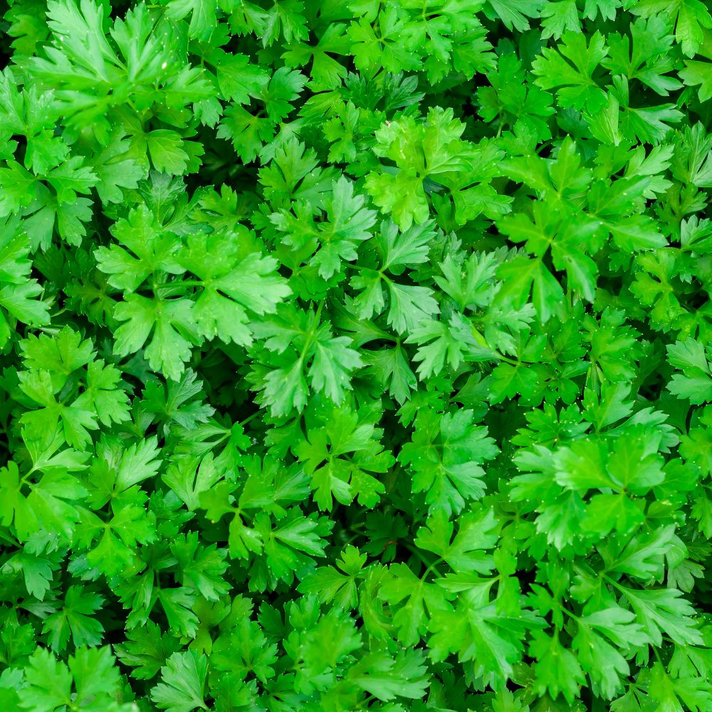 Parsley Parsley