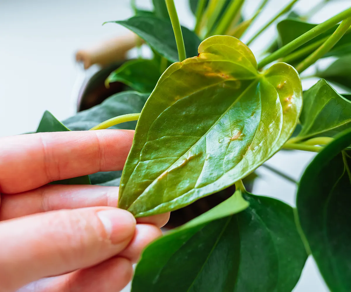 Pest and Diseases