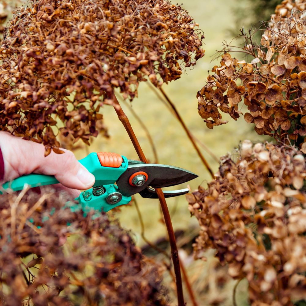 plant care