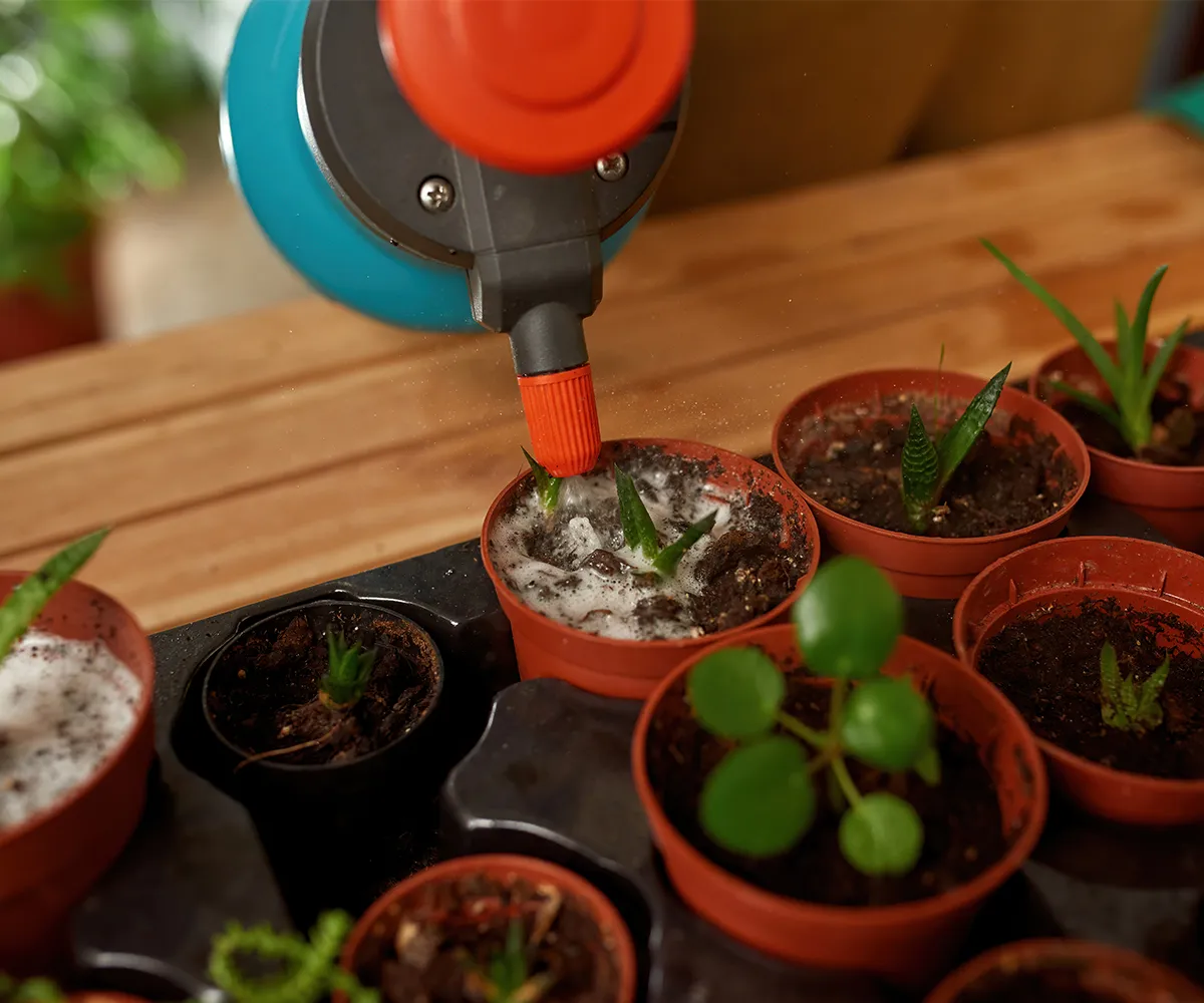 Feeding Plants