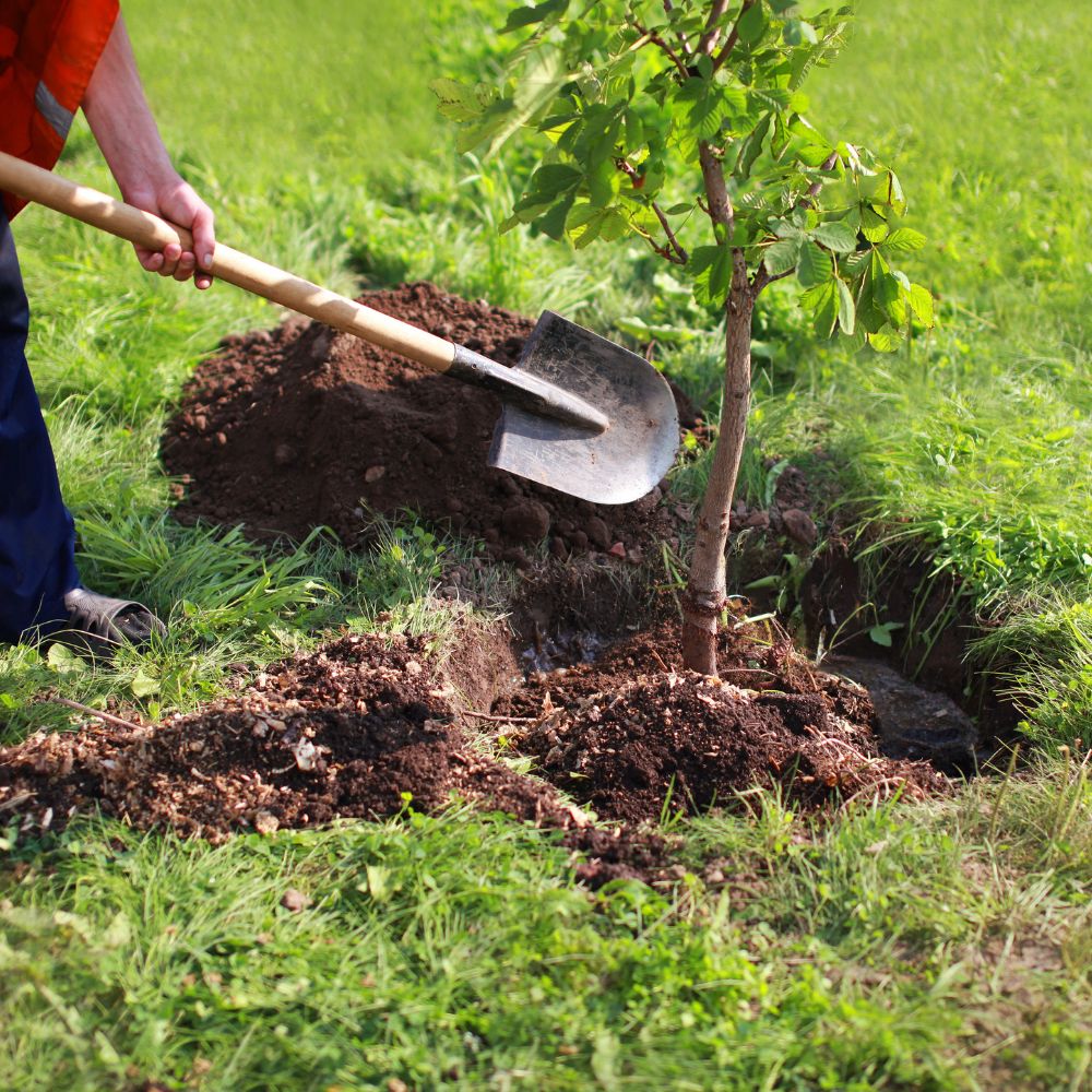 Planting a tree (1)