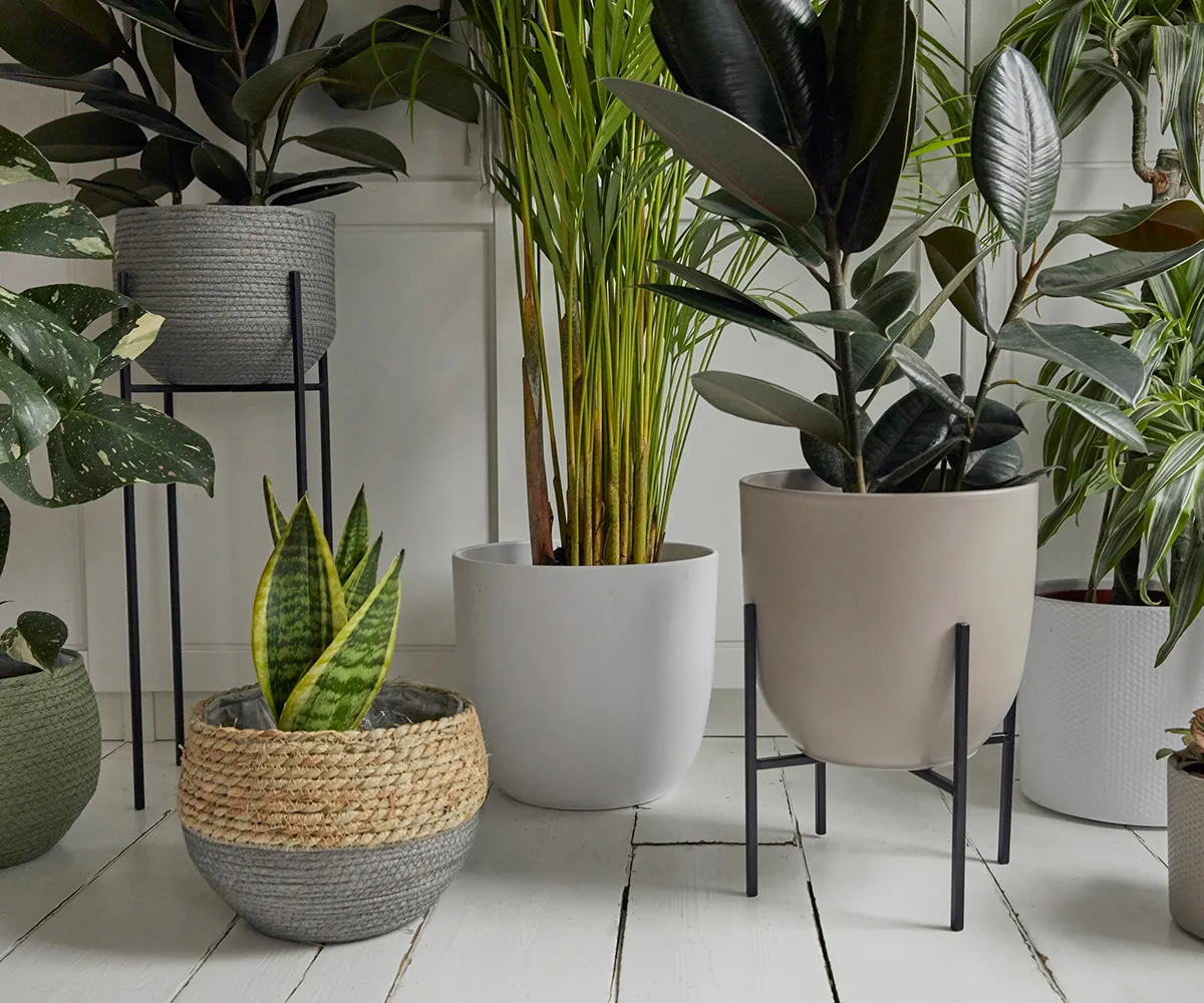 Houseplant containers