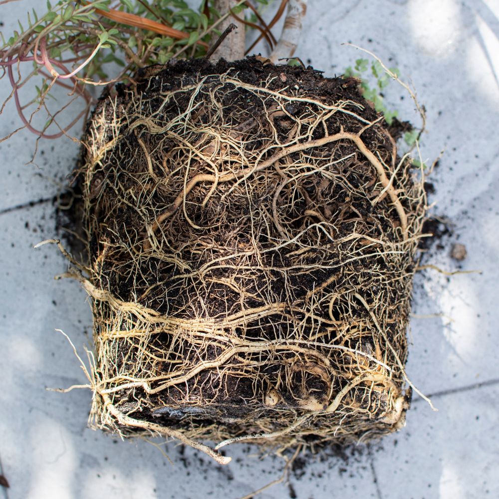 Rootbound Rootbound