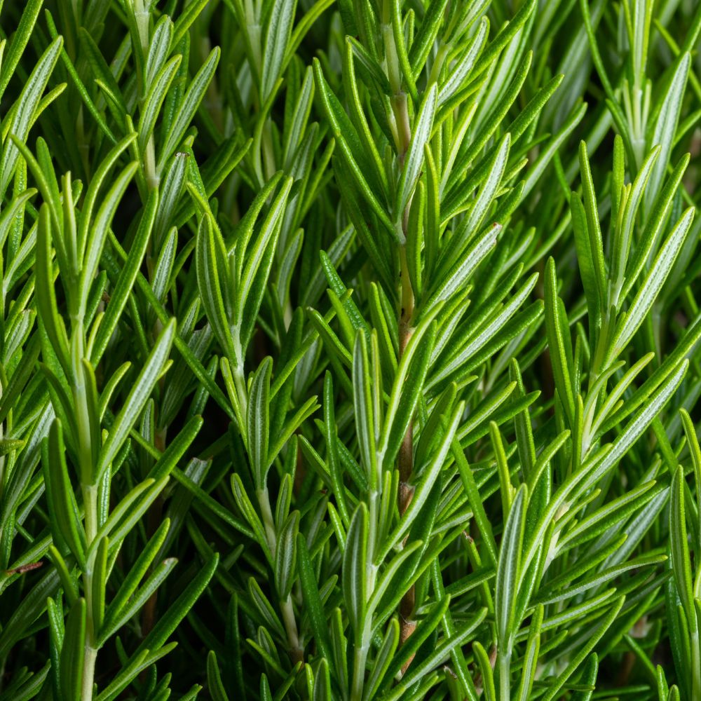 Rosemary Rosemary
