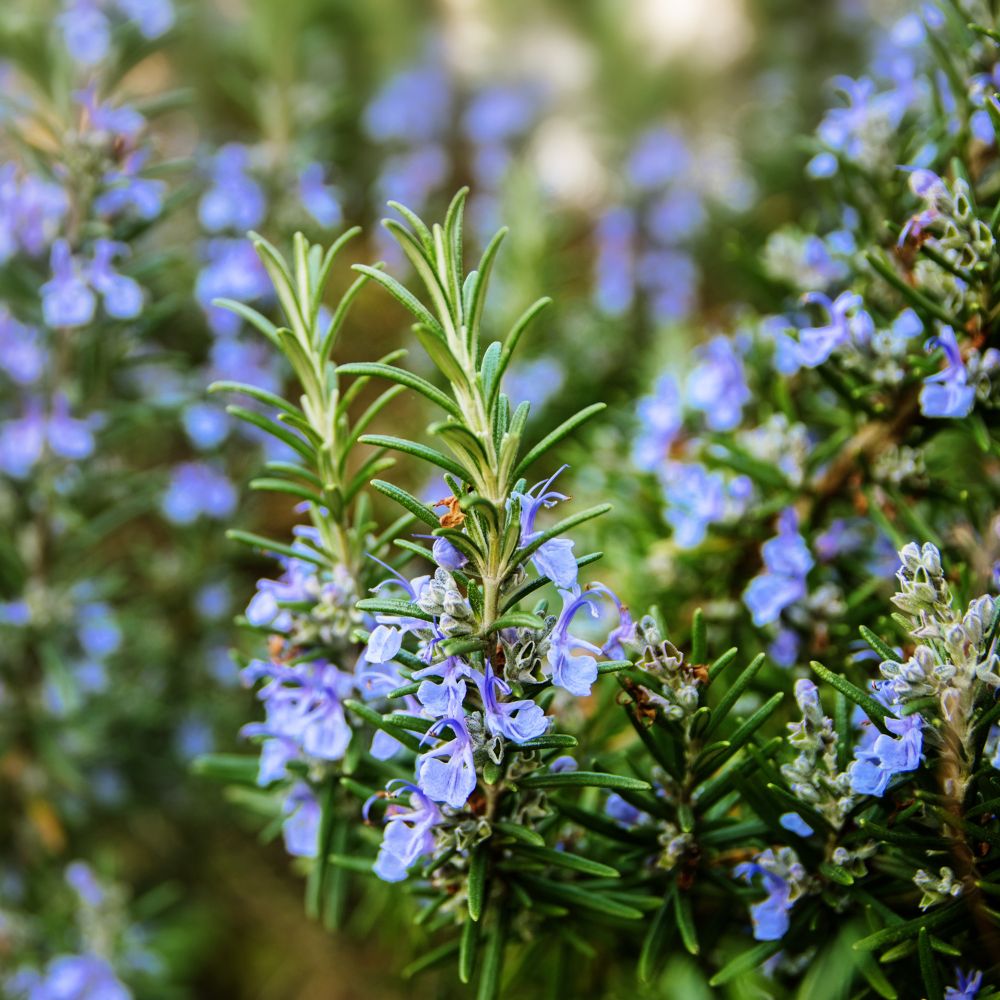 Rosemary-bloom Rosemary-bloom