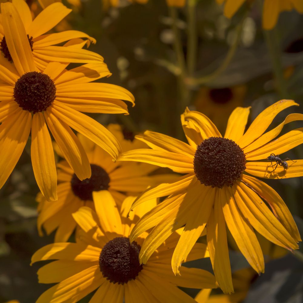 Rudbeckias Rudbeckias
