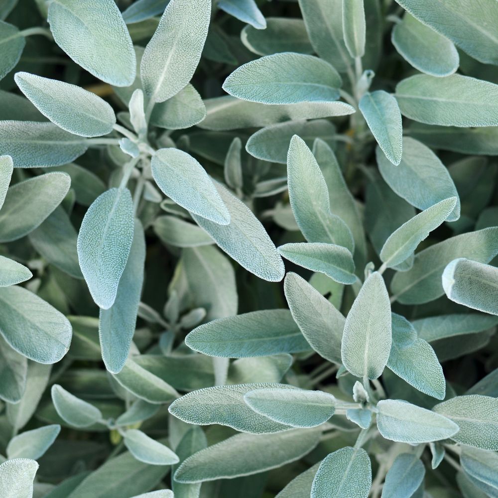 Sage Sage