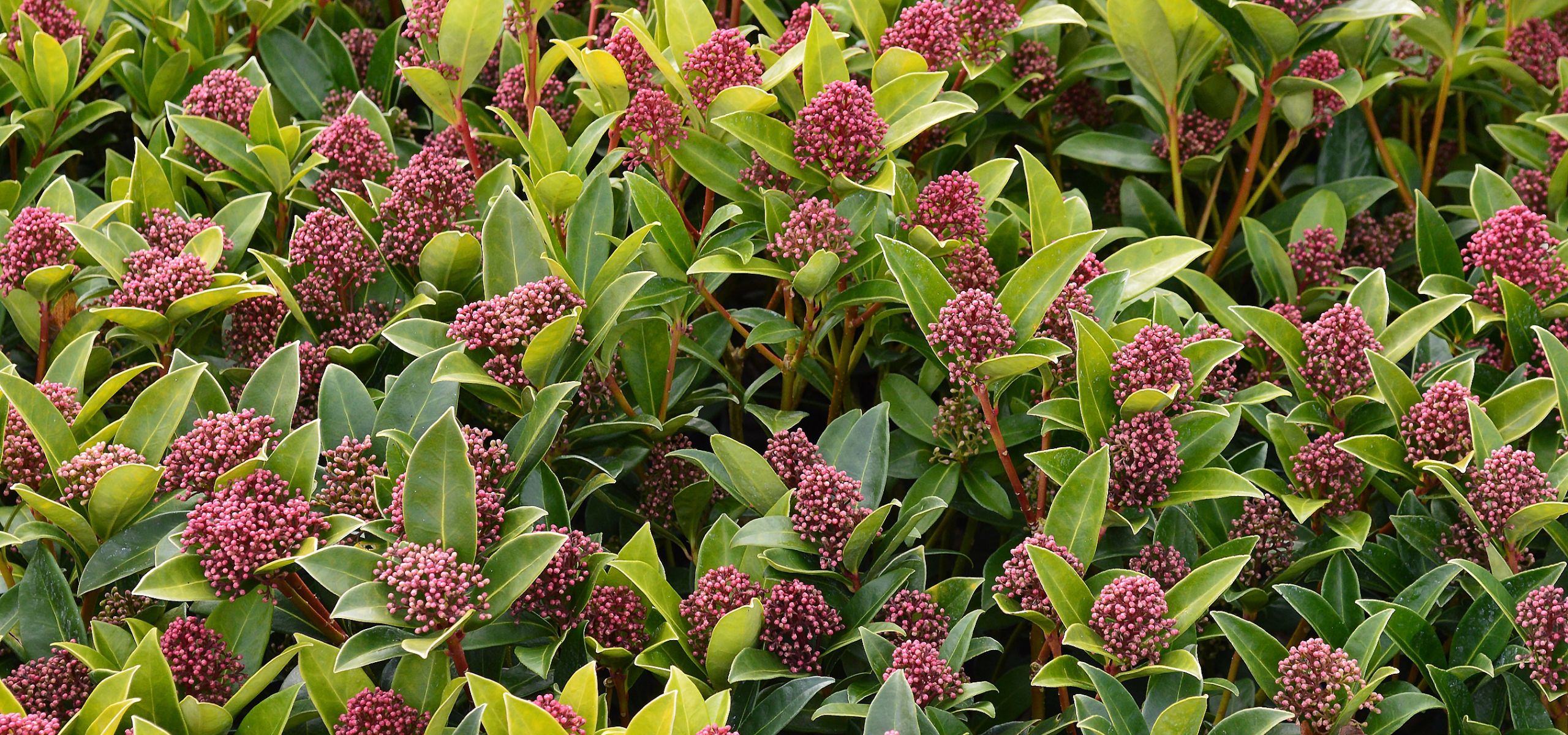 Skimmia