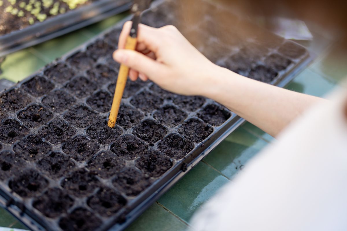 Sowing Seeds Sowing Seeds