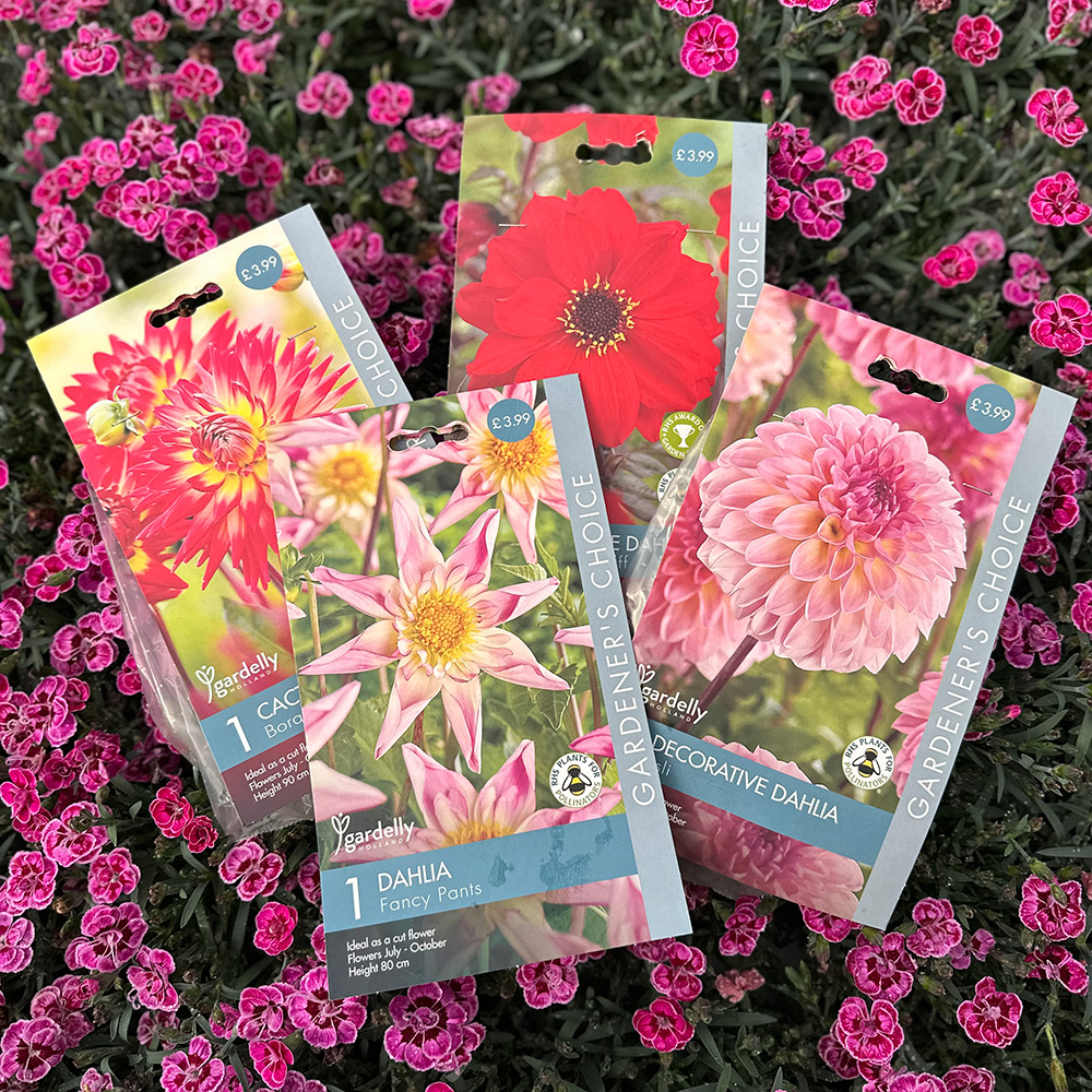 Dahlia bulb packets Dahlia bulb packets