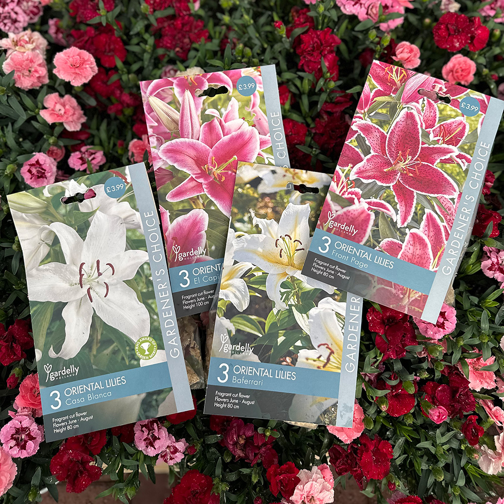 Lily Bulb Packets Lily Bulb Packets