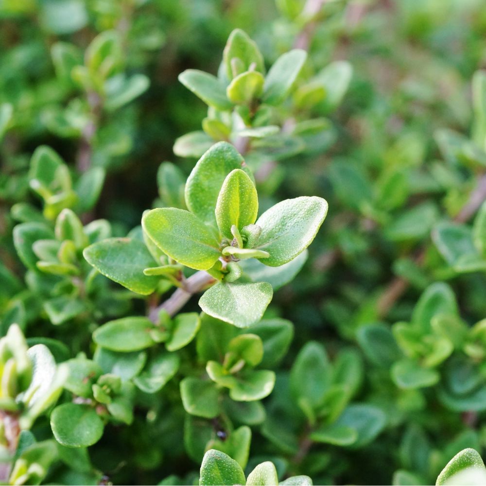 Thyme Thyme