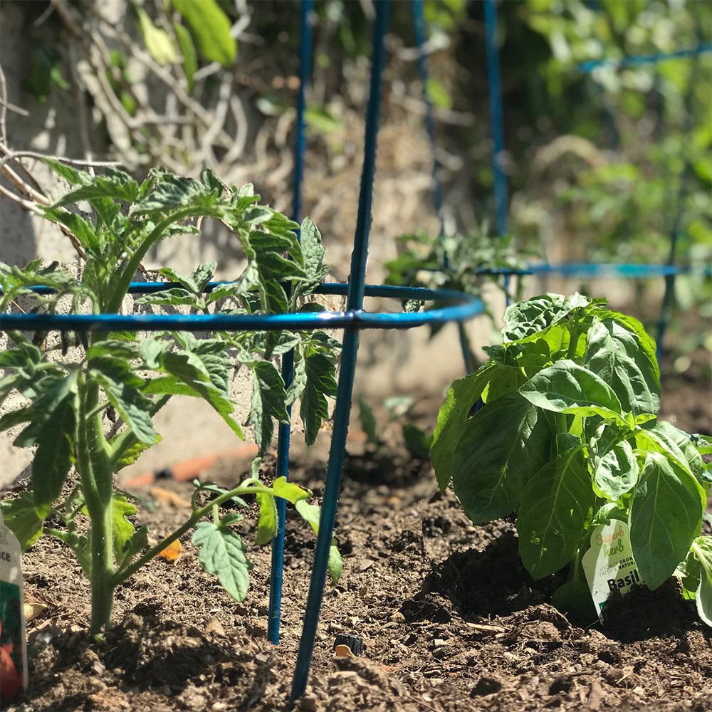 Tomatoes & Basil Tomatoes & Basil