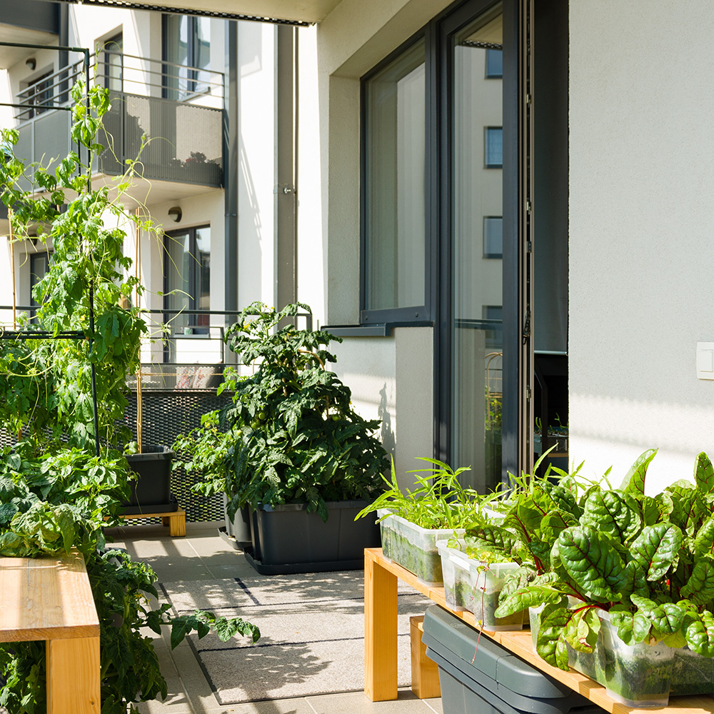 Urban balcony garden Urban balcony garden