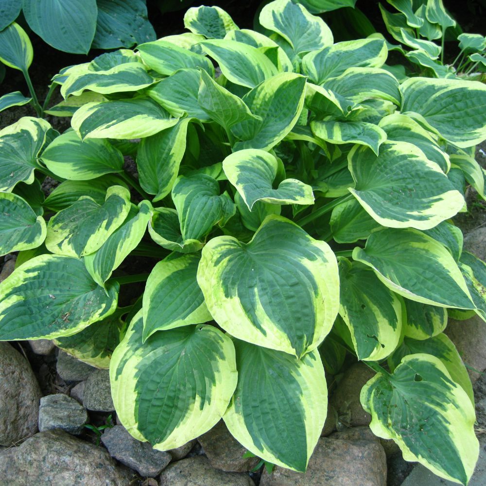 Variegated Variegated