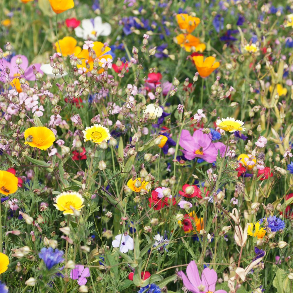 Wildflowers Wildflowers