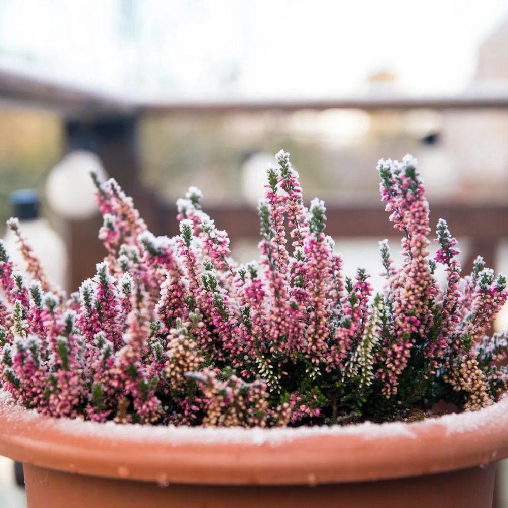 Winter plants